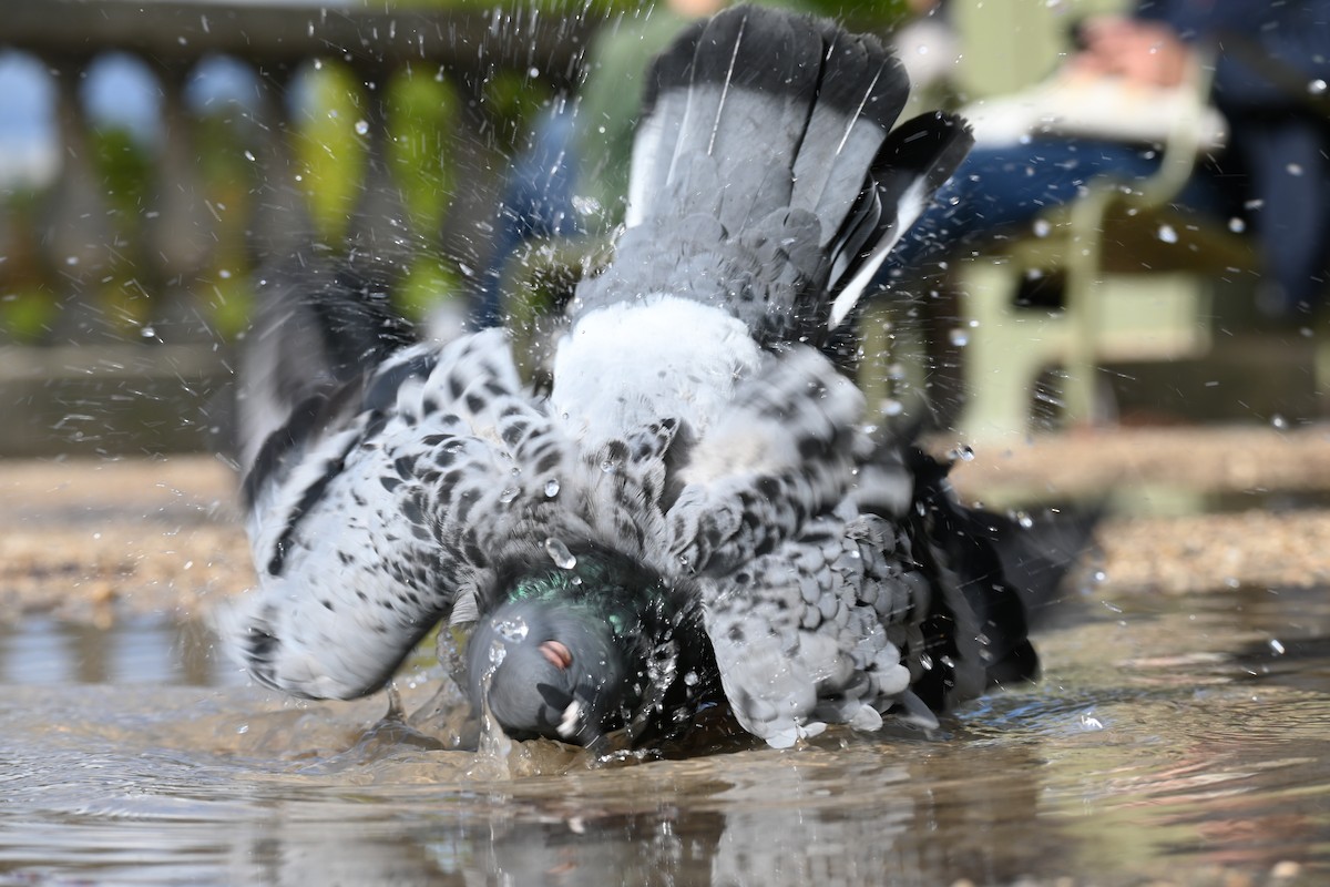 Rock Pigeon (Feral Pigeon) - ML639054634