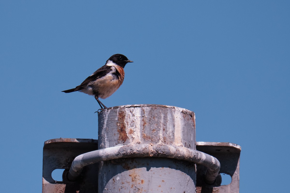 Siberian Stonechat - ML639054639