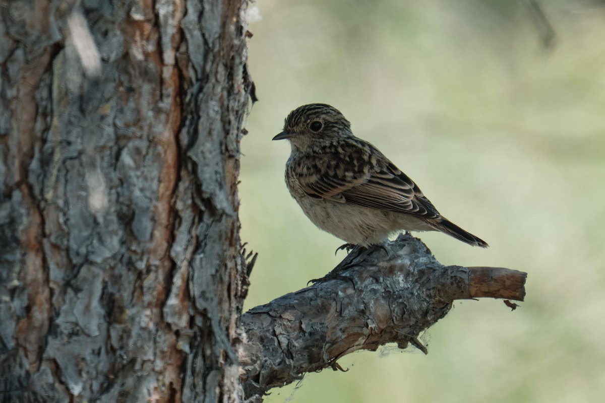 Siberian Stonechat - ML639054640