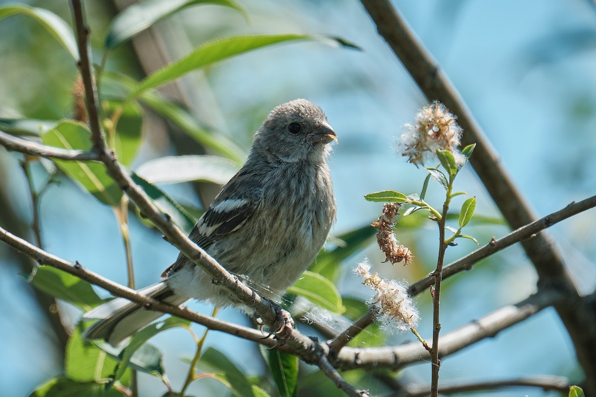 Long-tailed Rosefinch - ML639054643