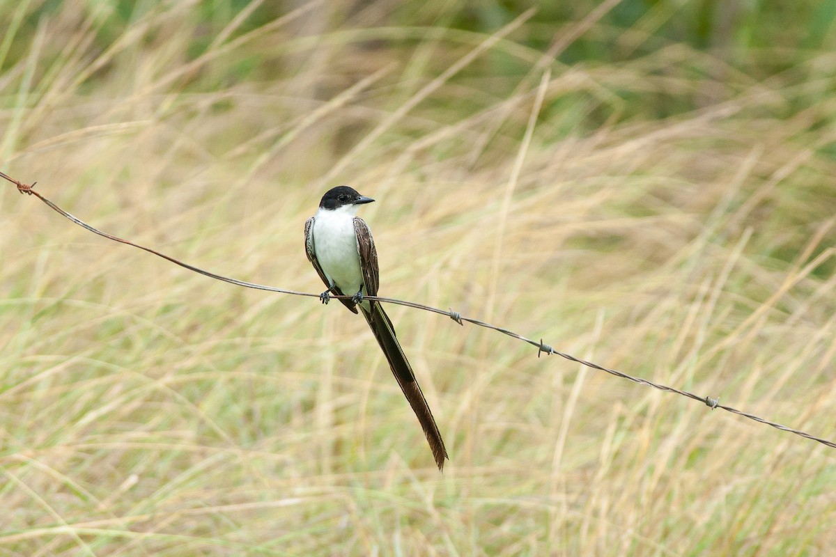 Fork-tailed Flycatcher - ML639054664
