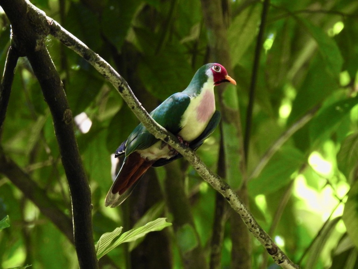 Jambu Fruit-Dove - ML639054699