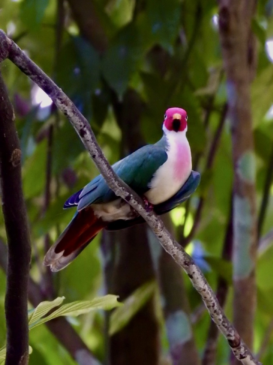 Jambu Fruit-Dove - ML639054704