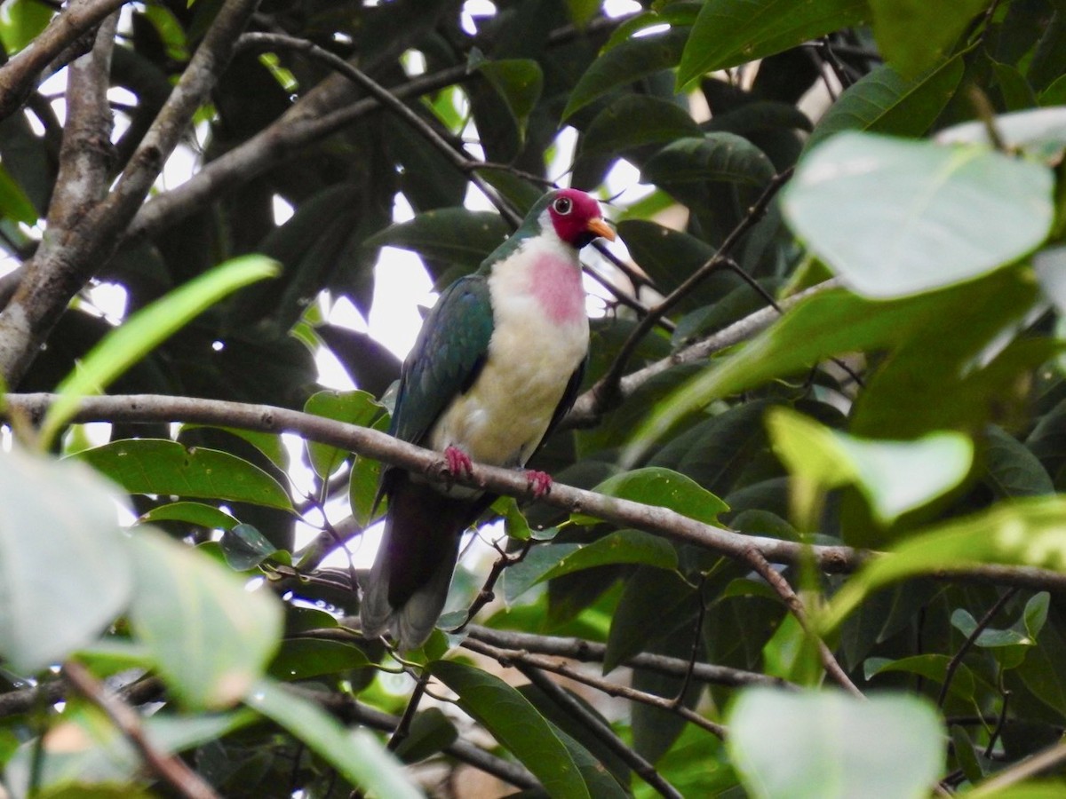 Jambu Fruit-Dove - ML639054707