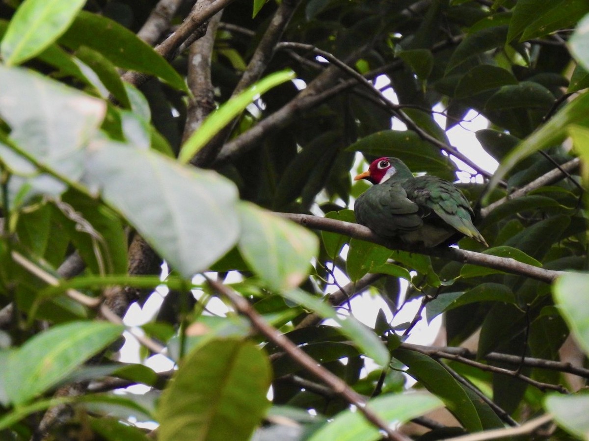 Jambu Fruit-Dove - ML639054708