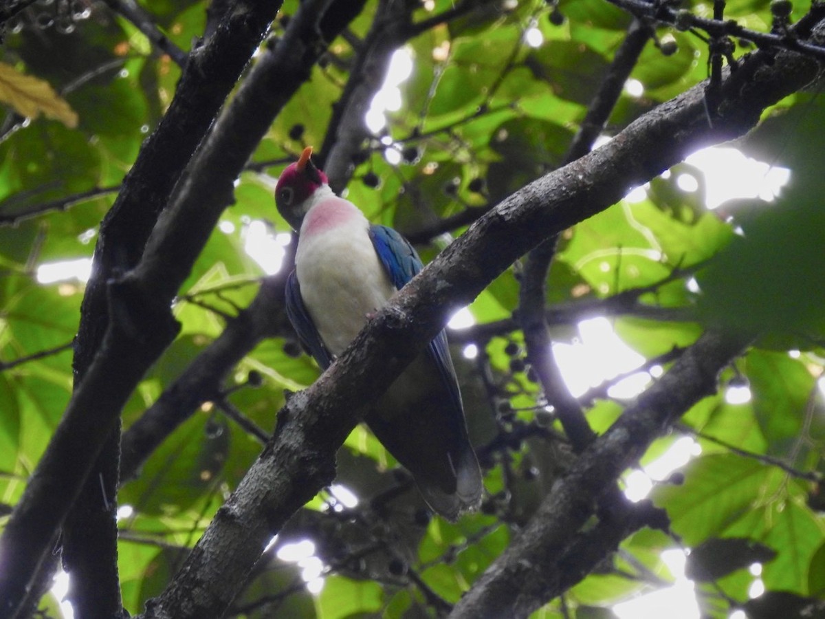 Jambu Fruit-Dove - ML639054709
