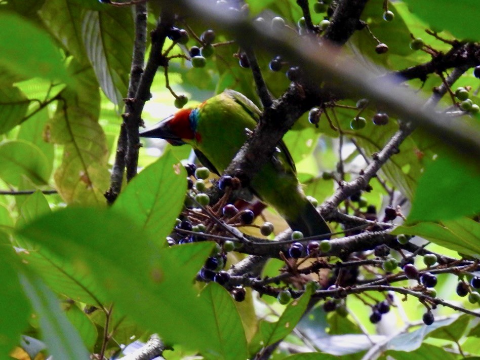 Red-throated Barbet - ML639054721