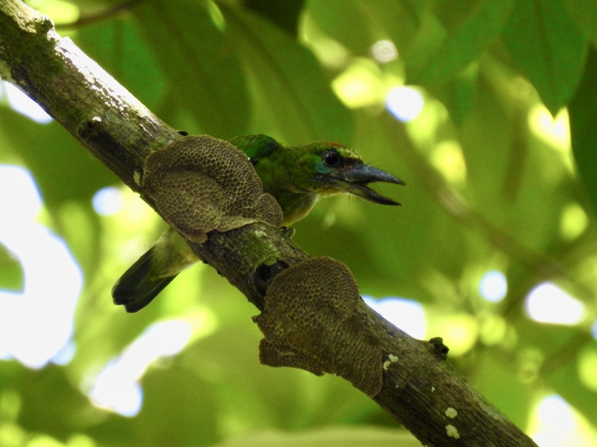 Red-throated Barbet - ML639054722