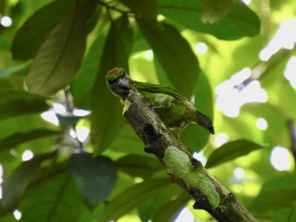 Red-throated Barbet - ML639054723