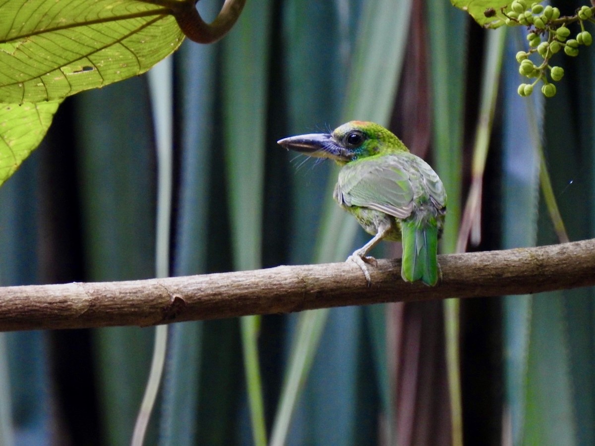 Red-throated Barbet - ML639054724