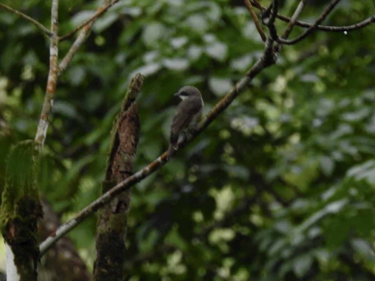 Large Woodshrike - ML639054727