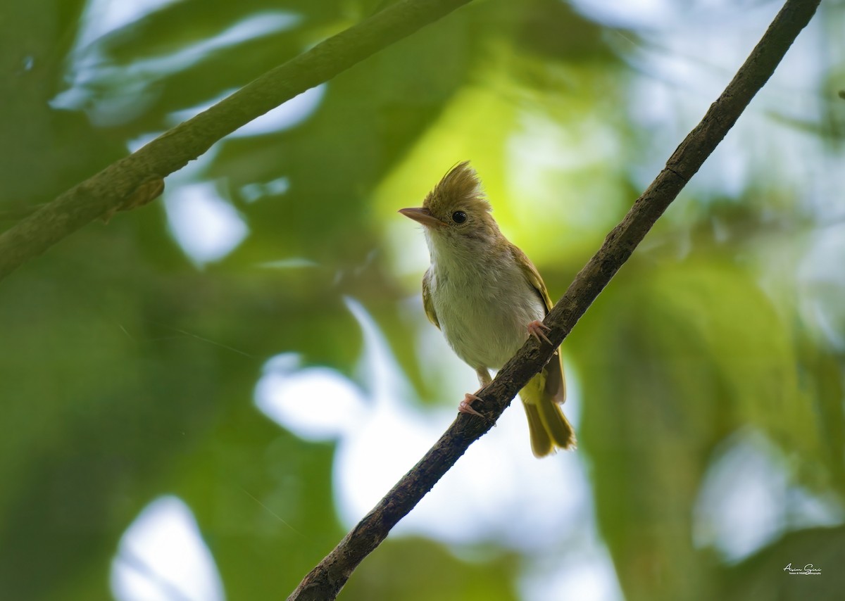 White-bellied Erpornis - ML639054733