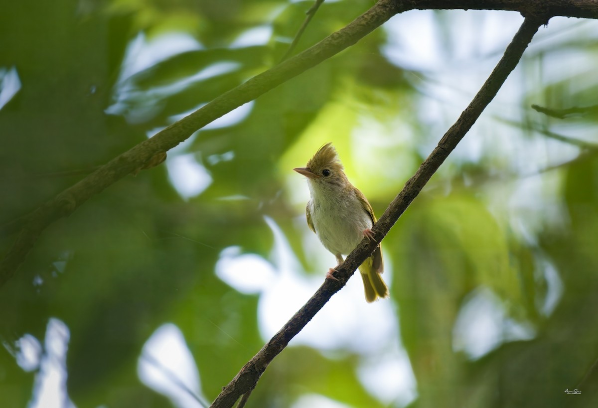 White-bellied Erpornis - ML639054734