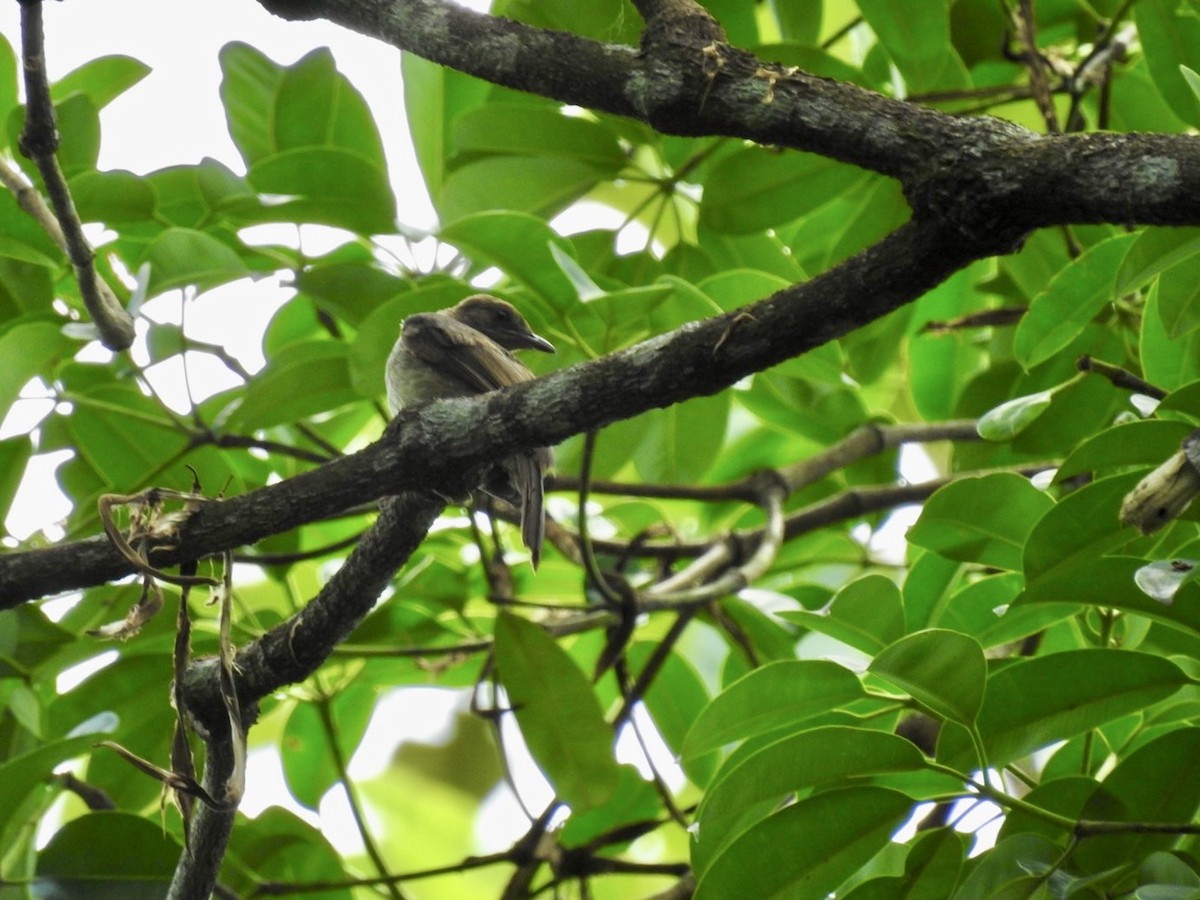 Streaked Bulbul - ML639054745