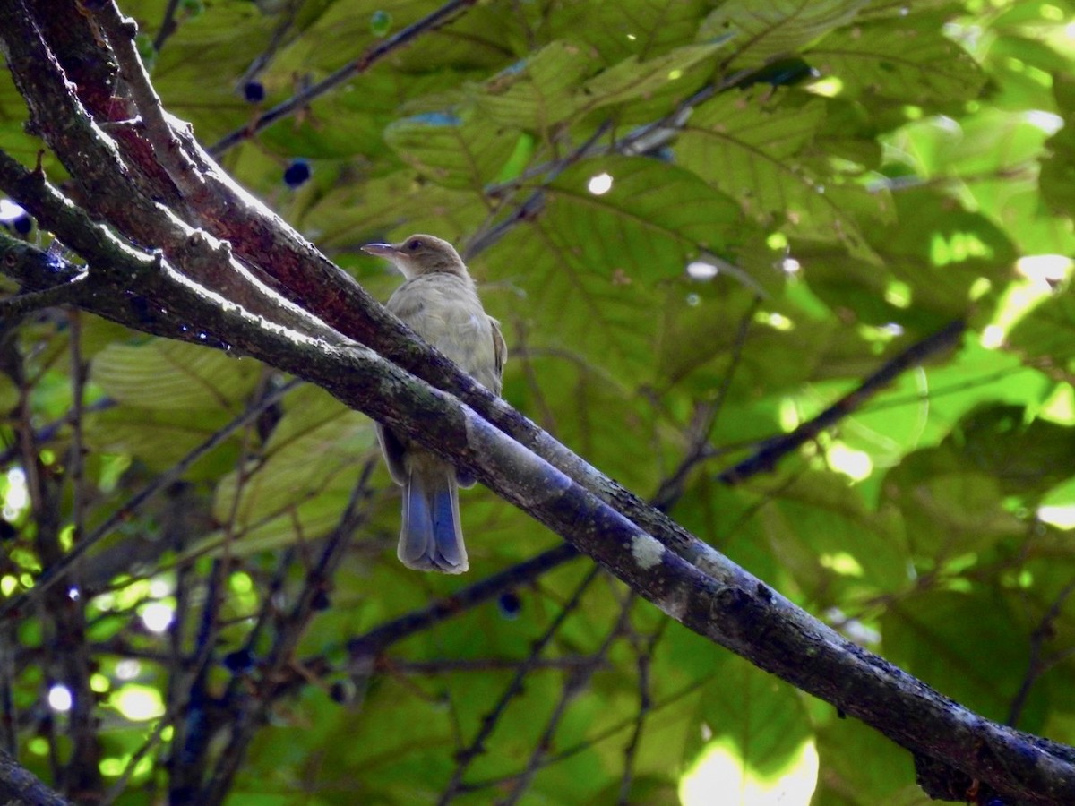 Streaked Bulbul - ML639054746