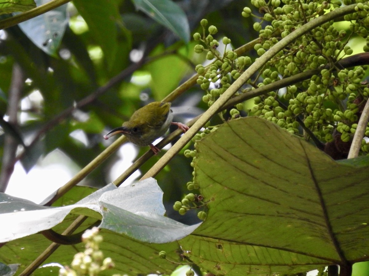 Gray-breasted Spiderhunter - ML639054754