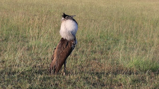 Kori Bustard - ML639054755