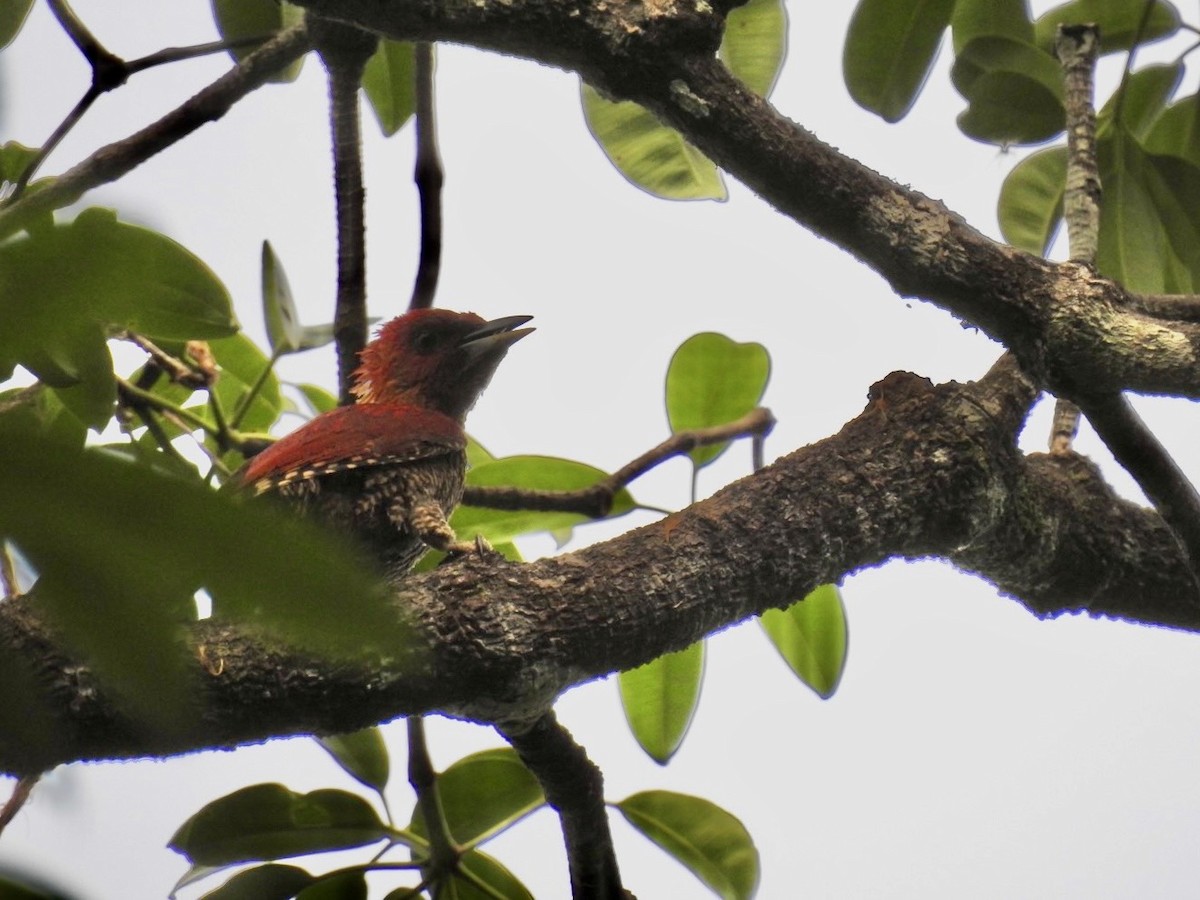 Banded Woodpecker - ML639054756