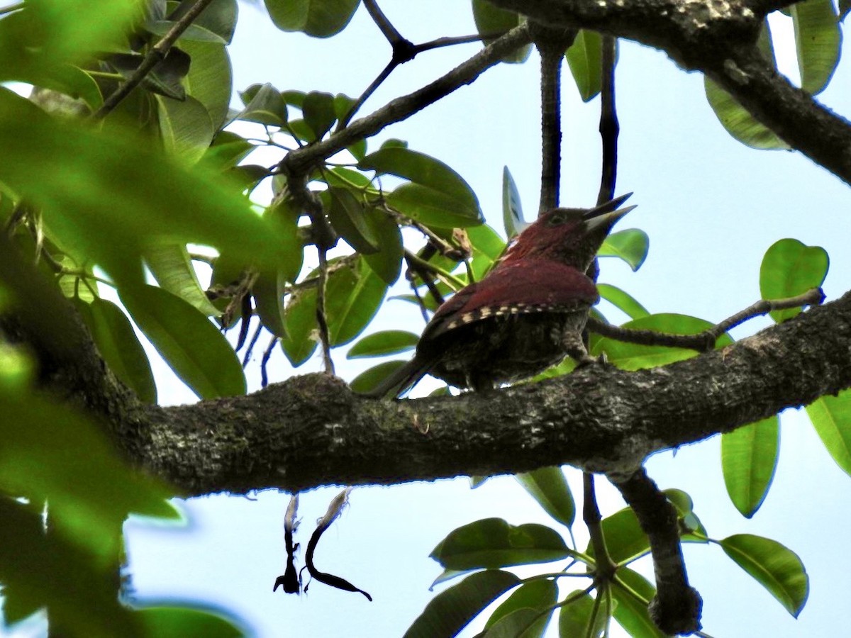 Banded Woodpecker - ML639054757