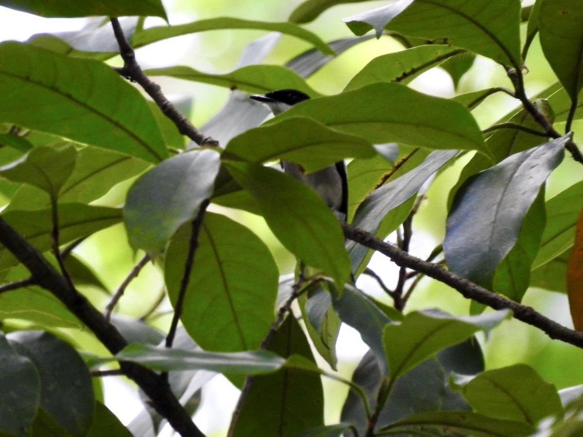 Bar-winged Flycatcher-shrike - ML639054828