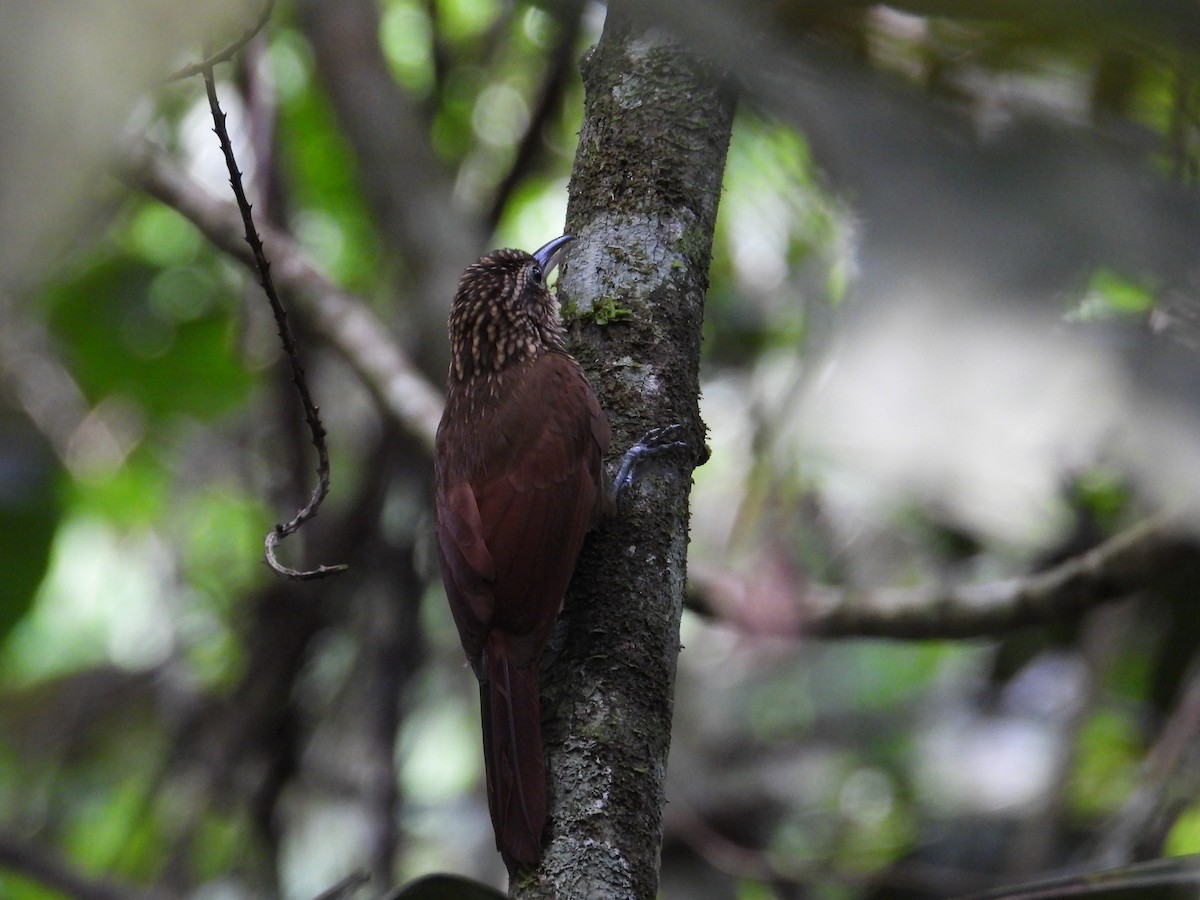 Cocoa Woodcreeper - ML639054893