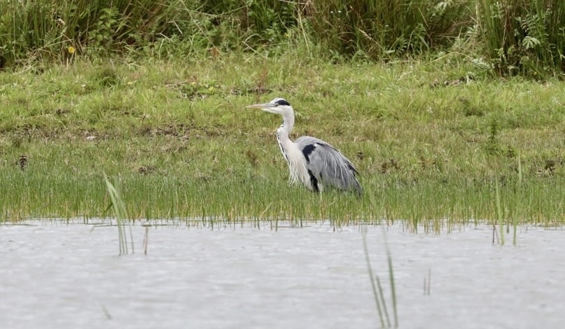 Gray Heron - ML639054921