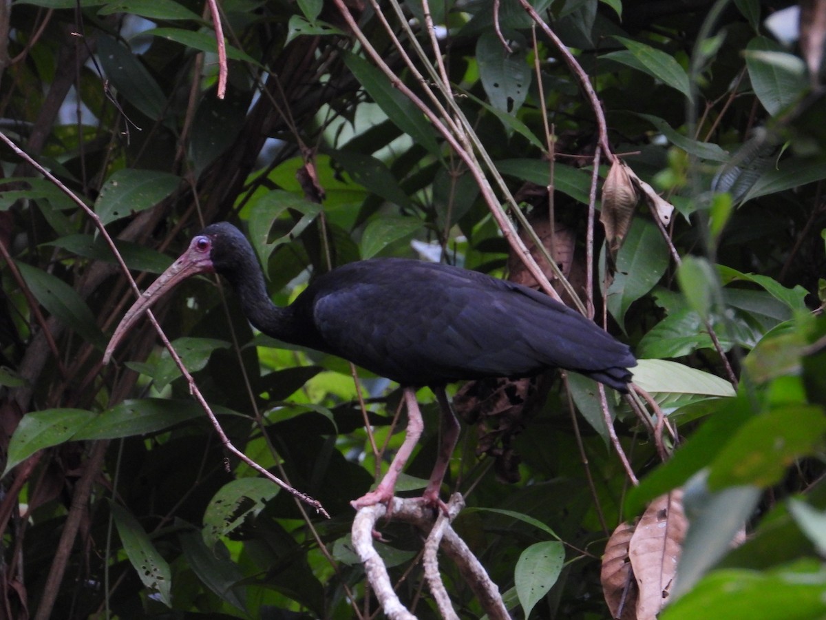 Bare-faced Ibis - ML639054929