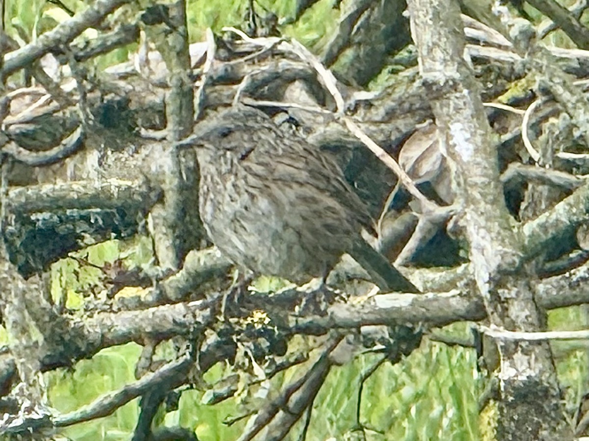 Dunnock - ML639054930