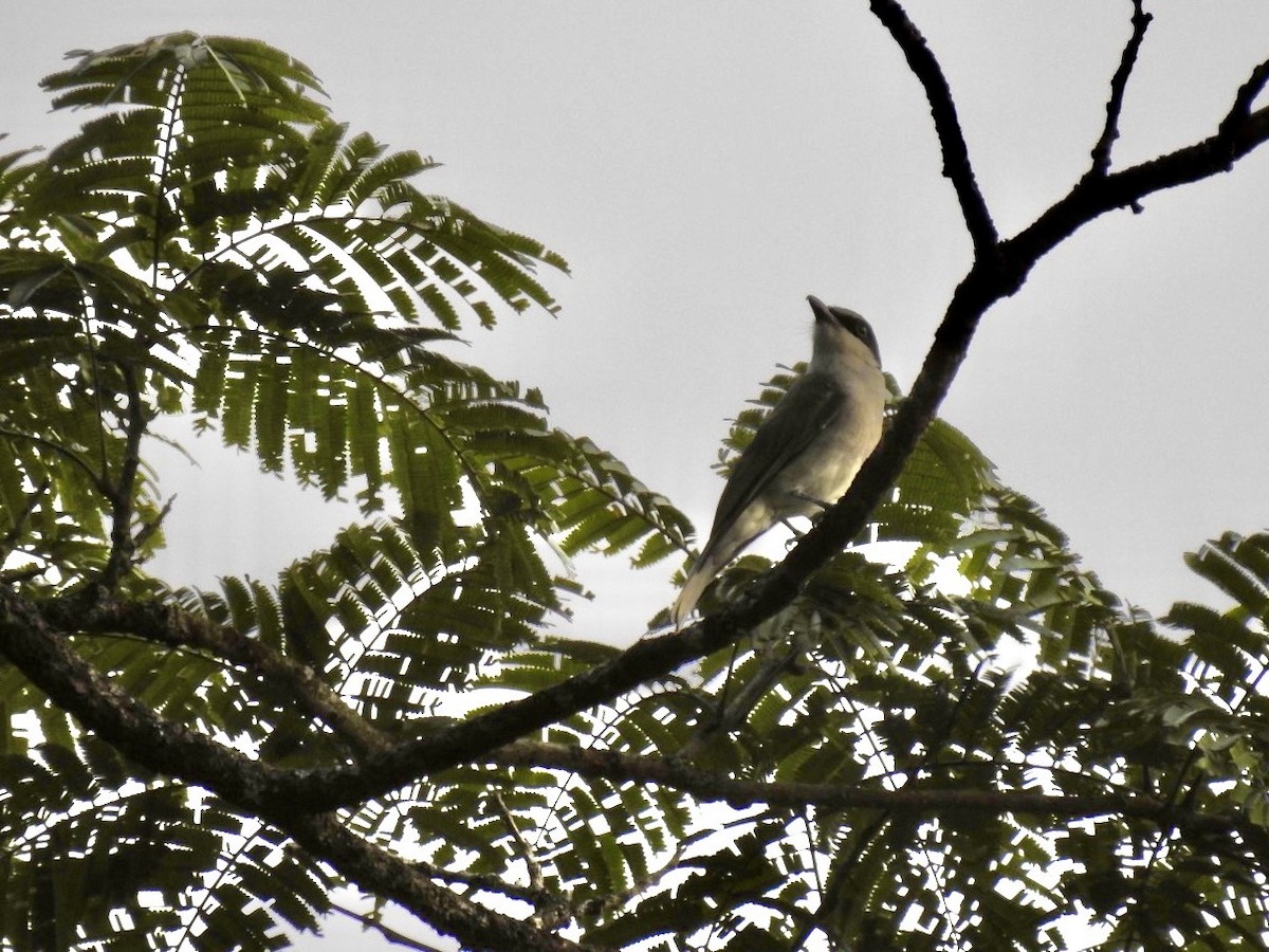 Large Woodshrike - ML639054941