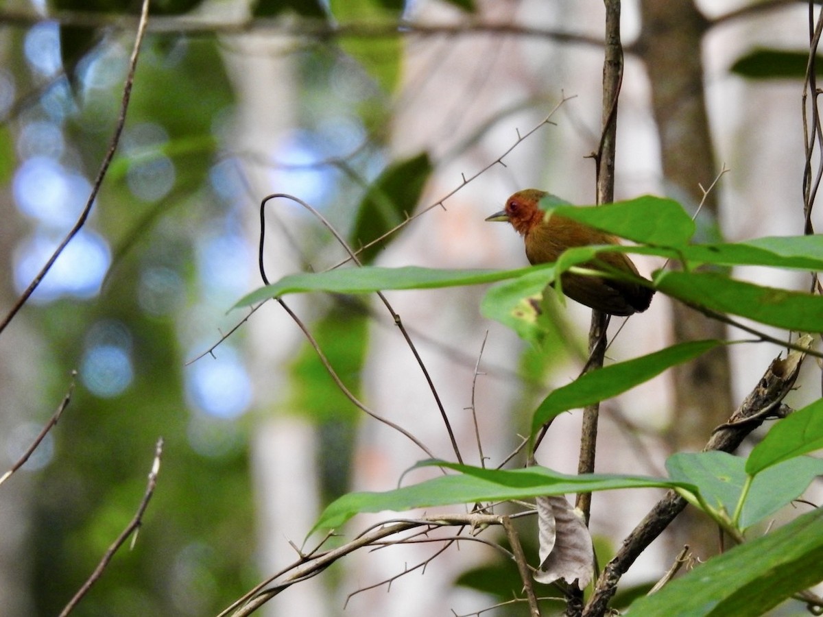 Rufous Piculet - ML639054943