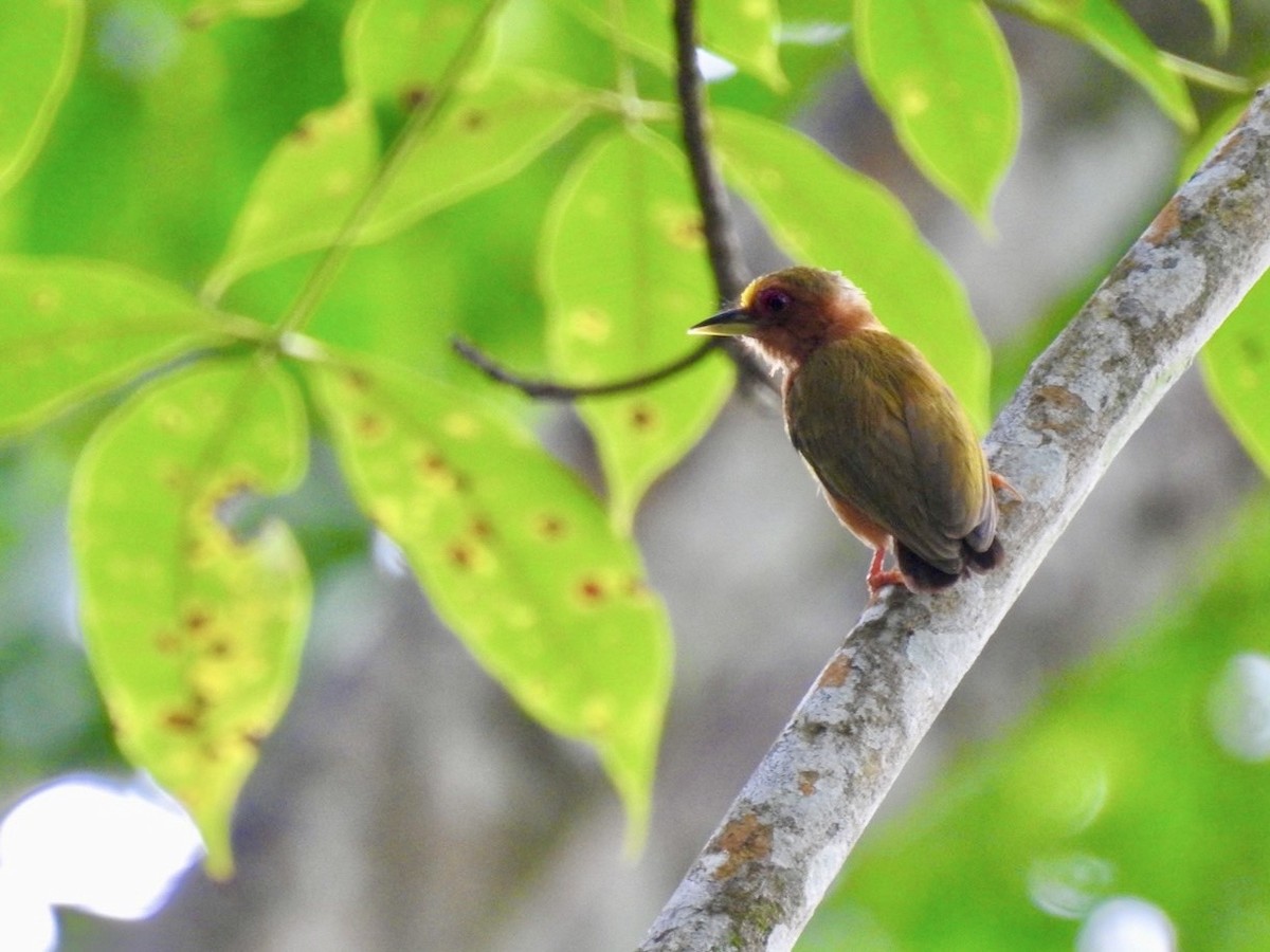 Rufous Piculet - ML639054944