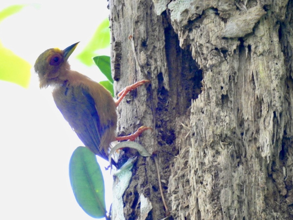 Rufous Piculet - ML639054945