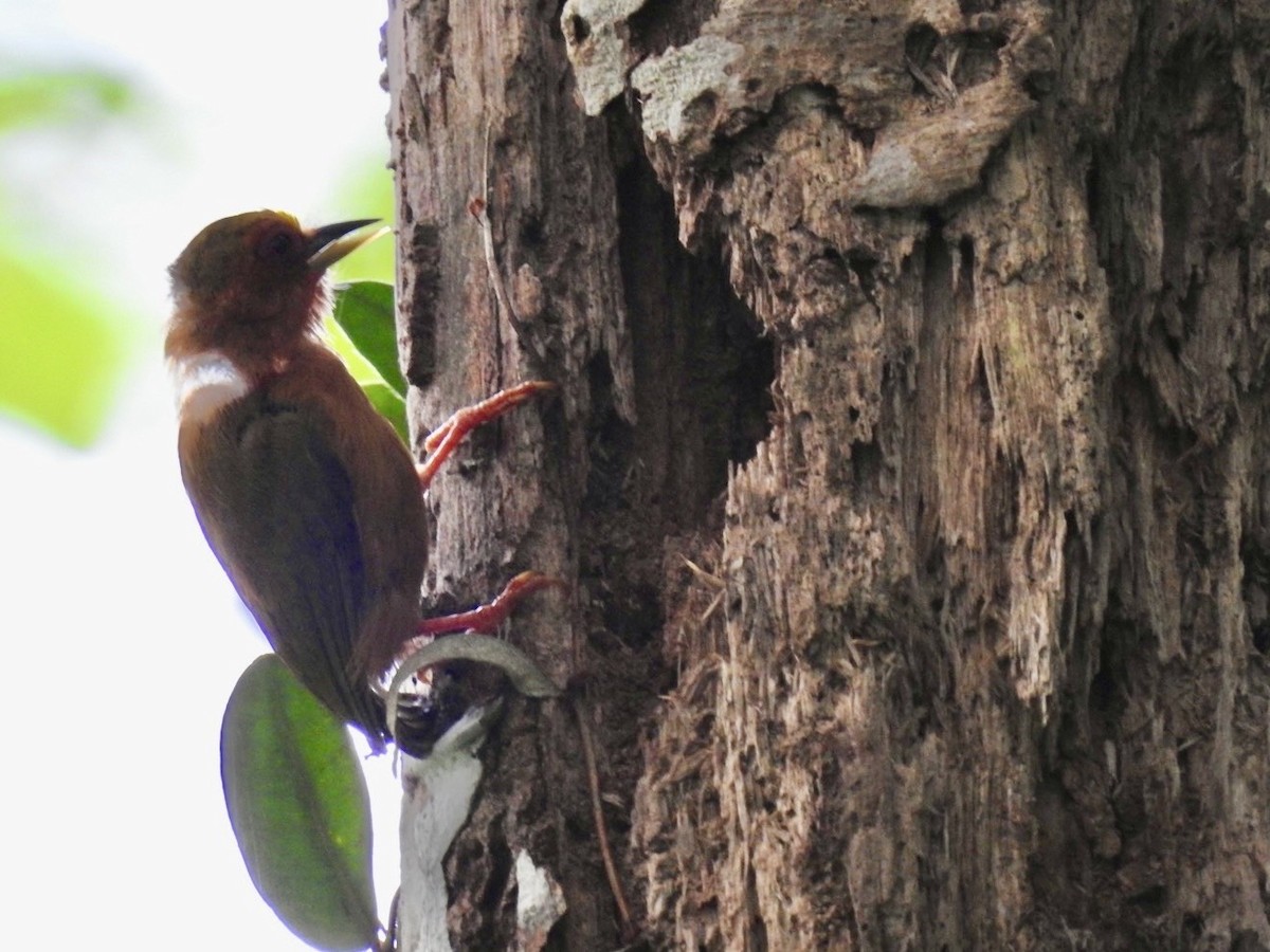 Rufous Piculet - ML639054946
