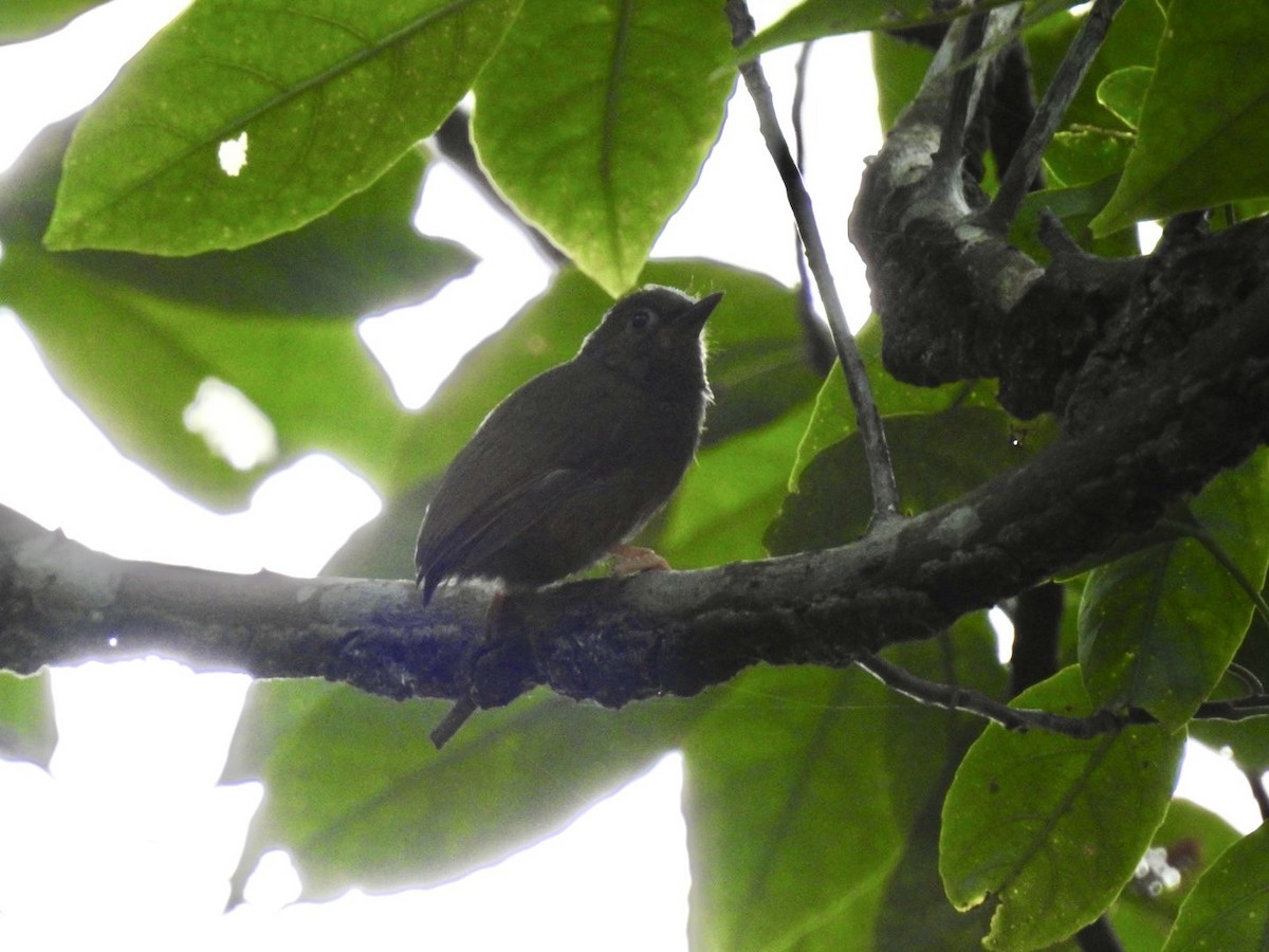 Rufous Piculet - ML639054947
