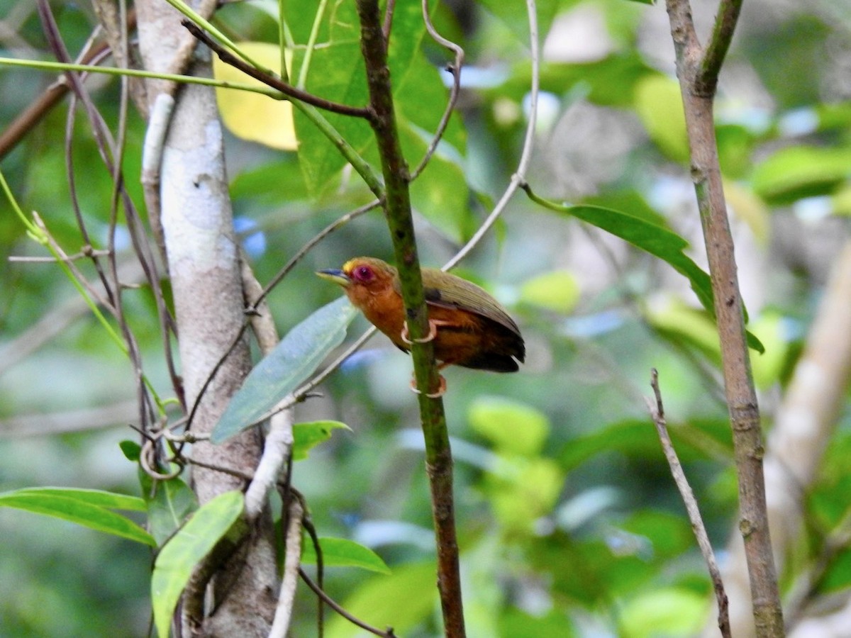 Rufous Piculet - ML639054948