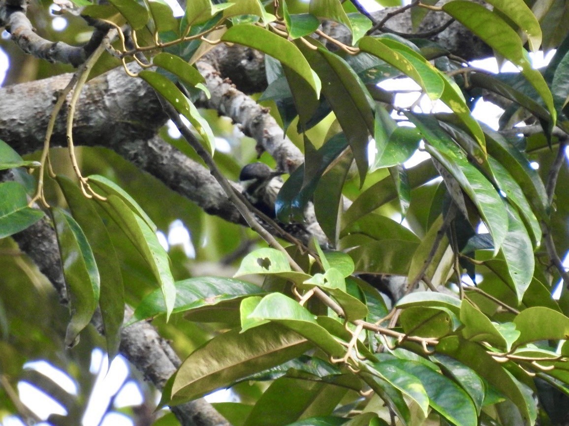 Gray-capped Pygmy Woodpecker - ML639054951