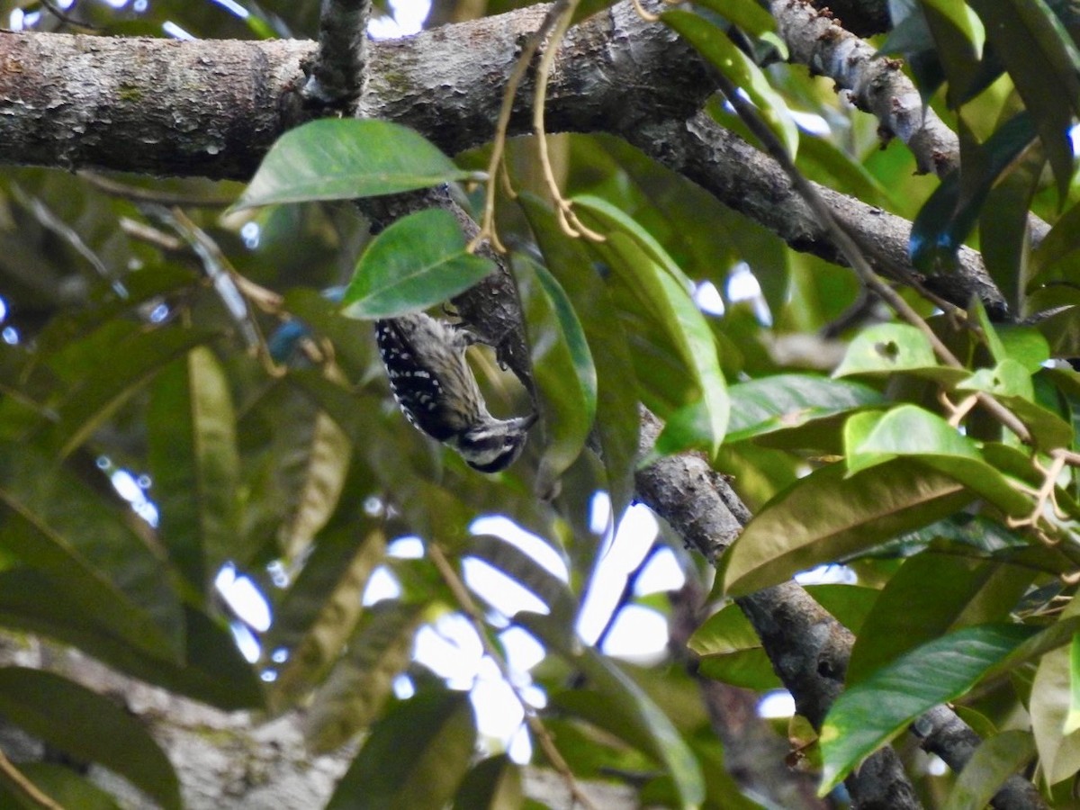 Gray-capped Pygmy Woodpecker - ML639054952