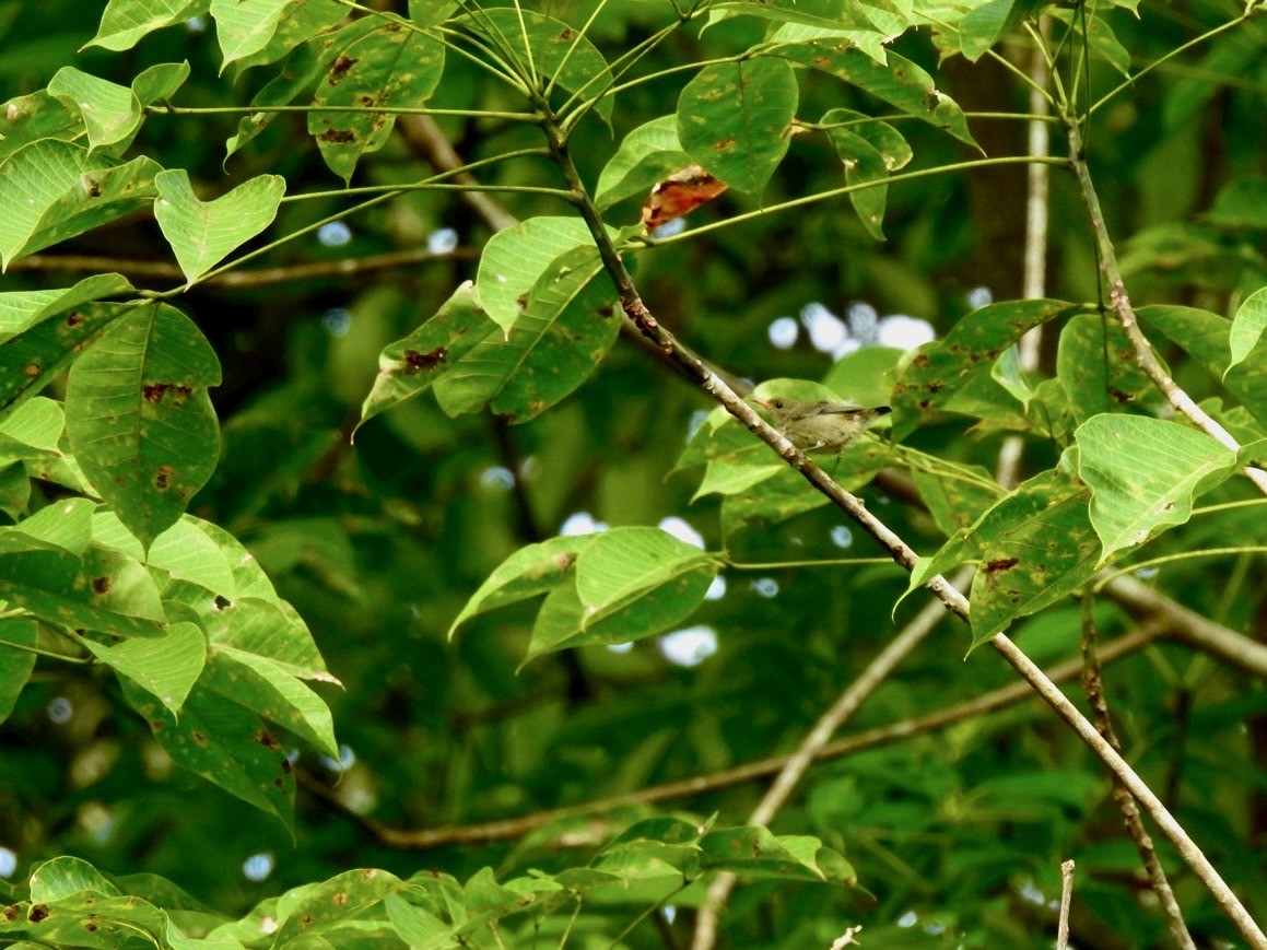 Orange-bellied Flowerpecker - ML639054973