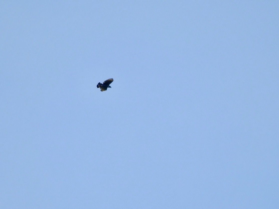 Blyth's Hawk-Eagle - ML639054981