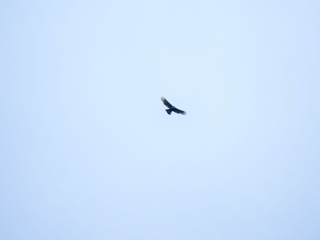 Blyth's Hawk-Eagle - ML639054982