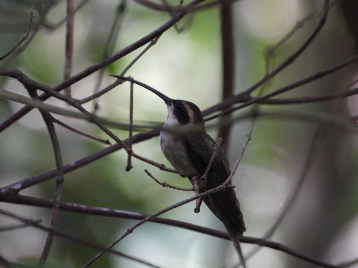 Long-billed Hermit - ML639054984