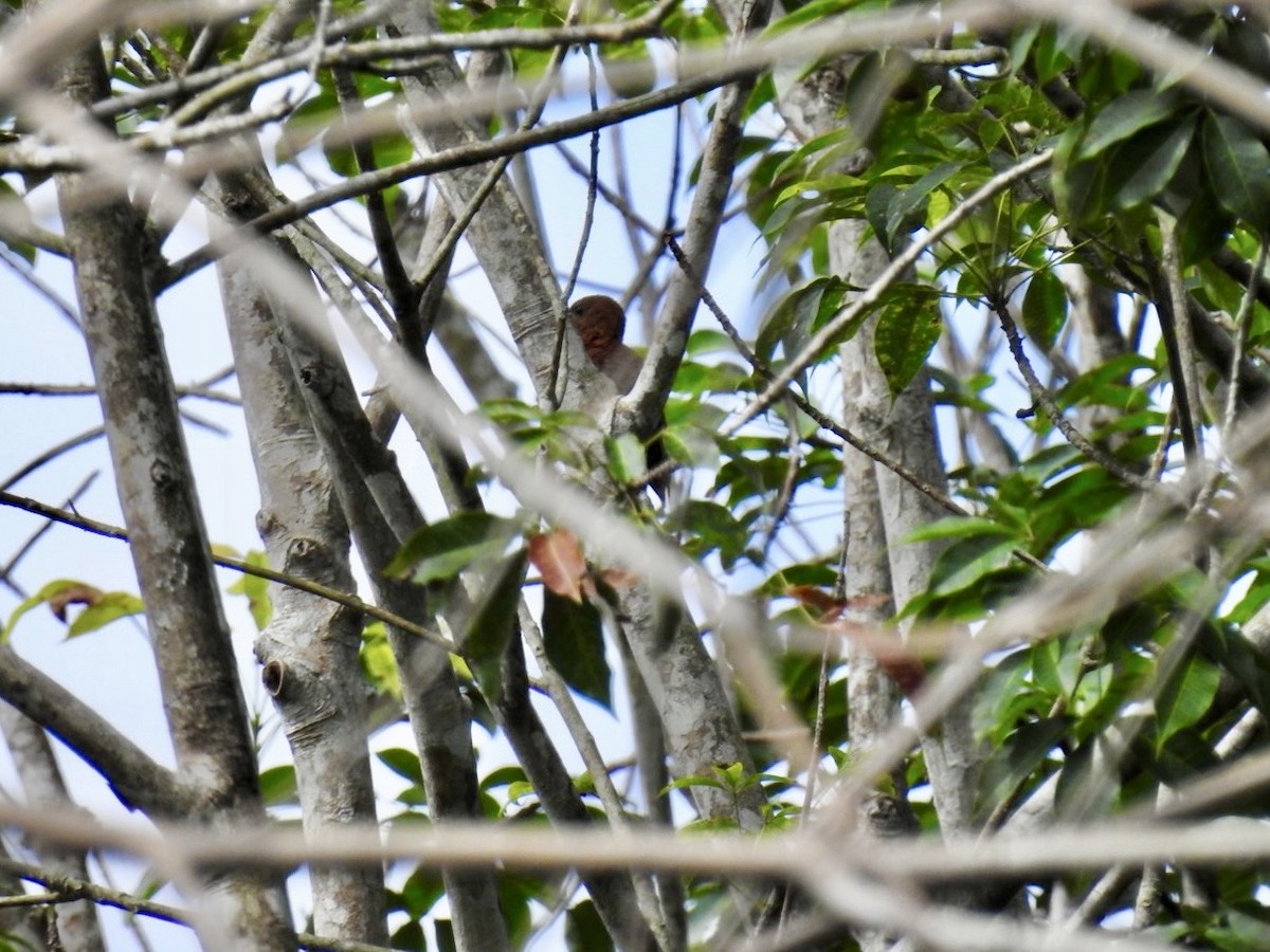 Rufous Woodpecker - ML639055000