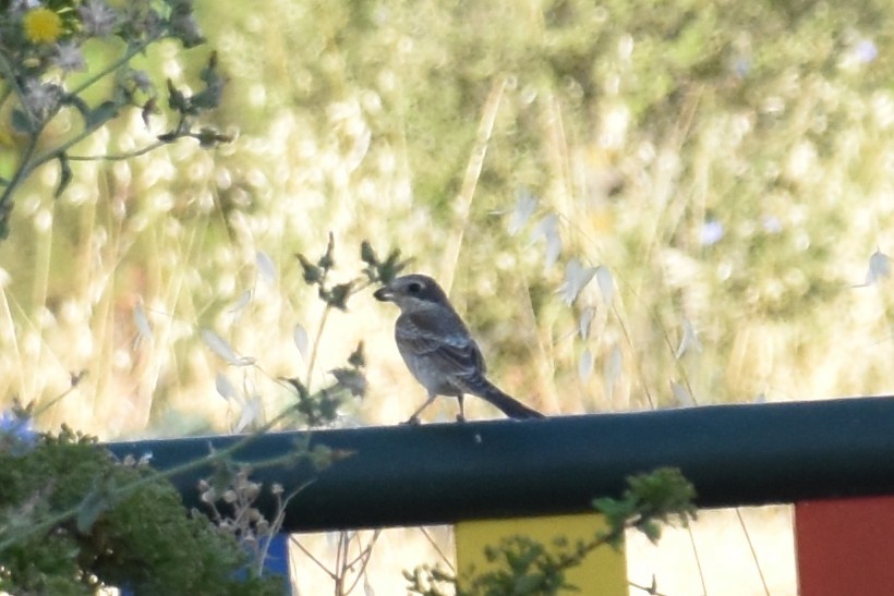 Woodchat Shrike - ML639055018
