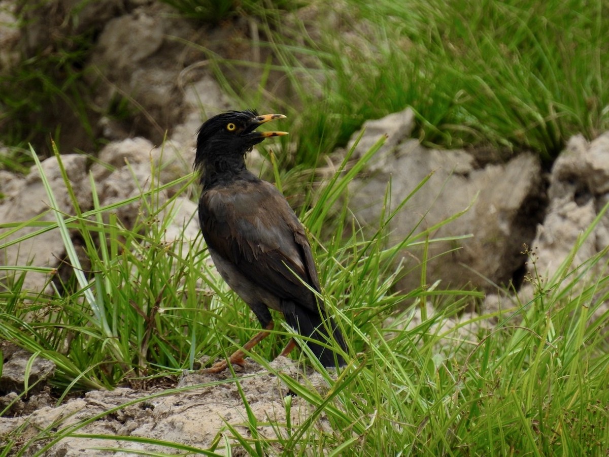 krattstær (fuscus gr.) - ML639055024