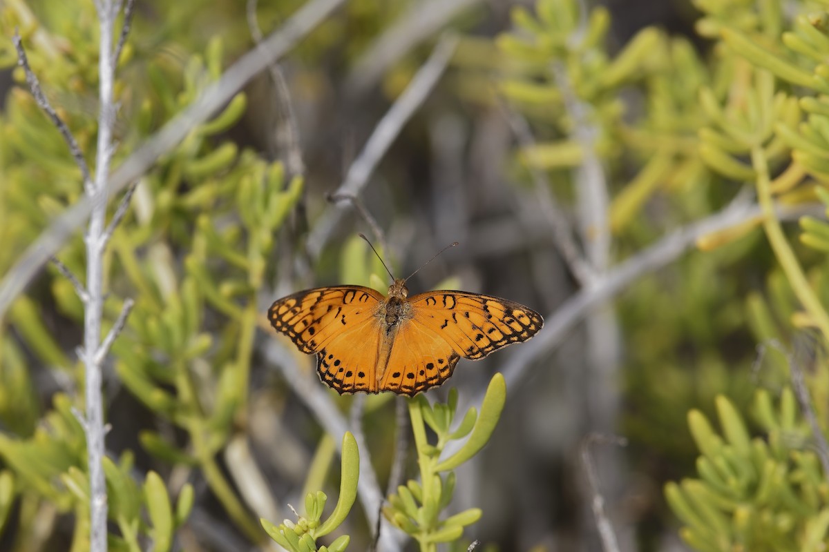 Mexican Fritillary - ML639055034