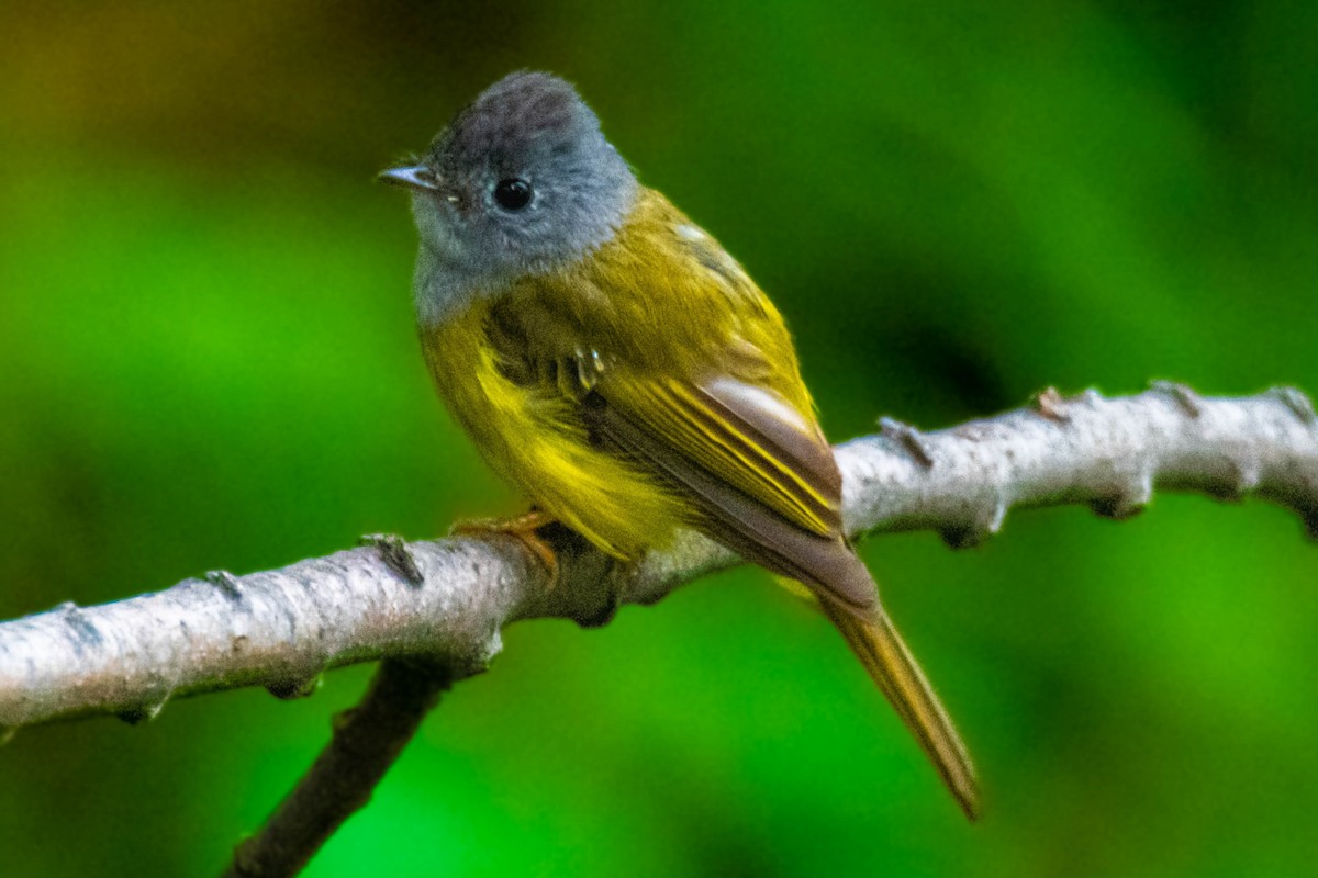 Gray-headed Canary-Flycatcher - ML639055144