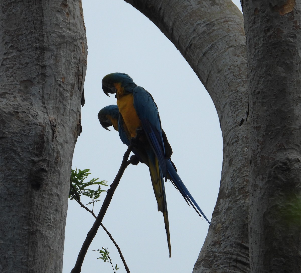 Blue-and-yellow Macaw - ML639055147