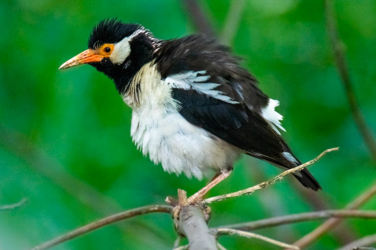 Indian Pied Starling - ML639055163