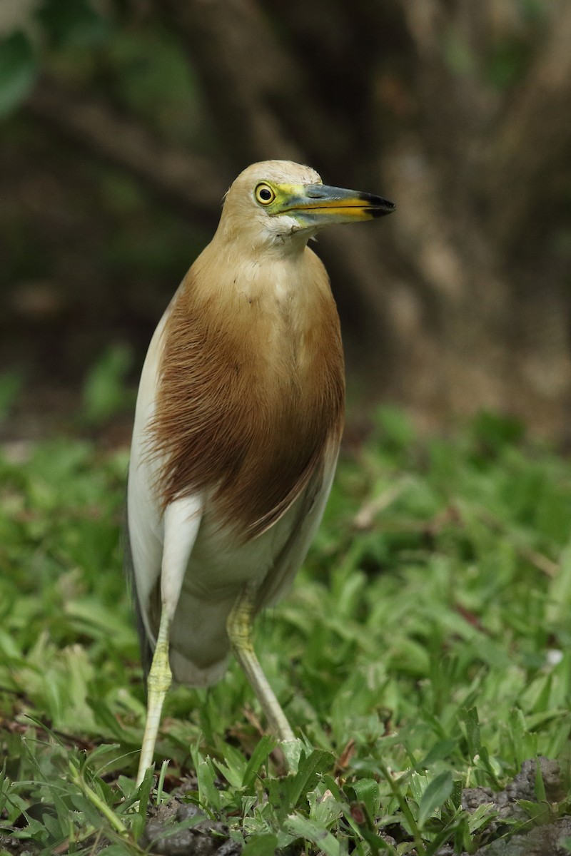 Javan Pond-Heron - ML639055172