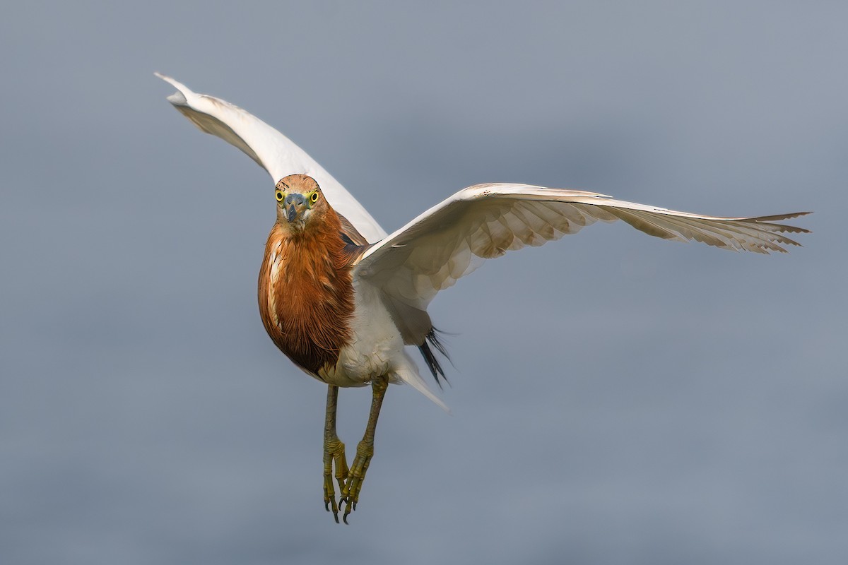Javan Pond-Heron - ML639055174